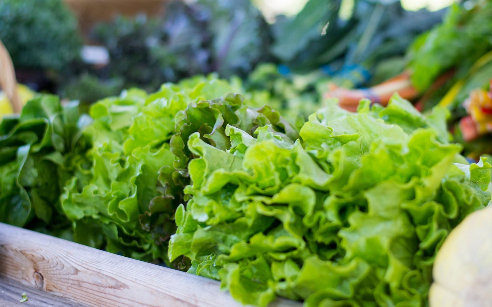 Heads of bright green lettuce on a wooden shelf